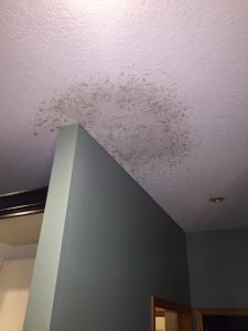 Drywall Company in Ham Lake MN